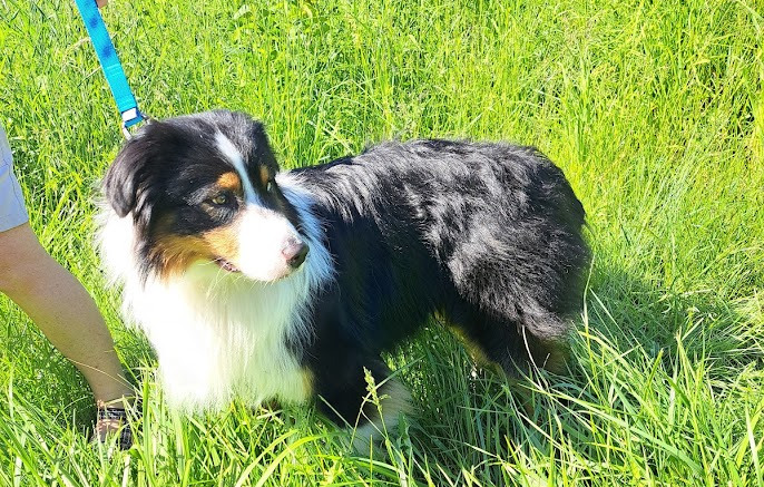 Australian shepherd black tri stud Fenrir Loki's Sweet Mischief'