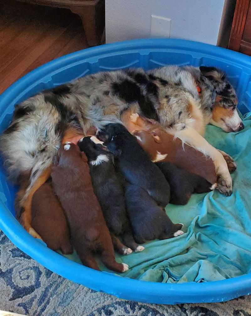 Blue merle Australian shepherd with litter of puppies