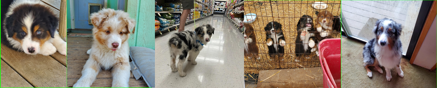 photos of Australian shepherd puppies