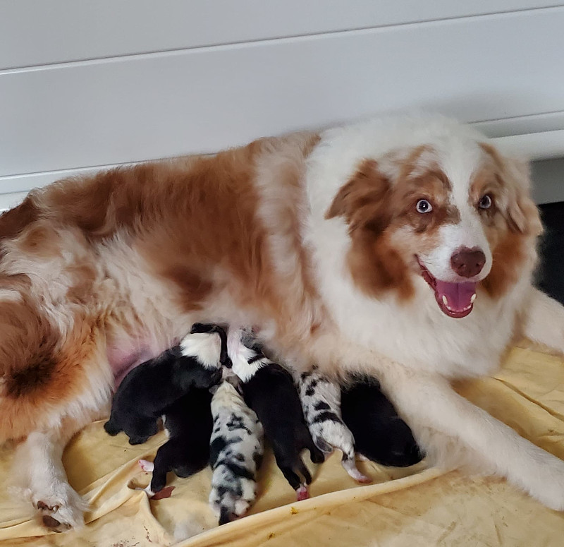Australian shepherd Trinka with 6 puppies